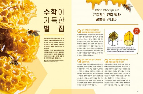 [실생활 기하학] 수학이 가득한 벌집 